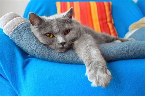 Chartreux Cats Personality Care And Names Aspca Pet Health Insurance
