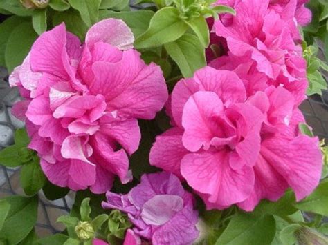 50 Seeds Double Cascade Pink Pelleted Petunia Seeds Etsy