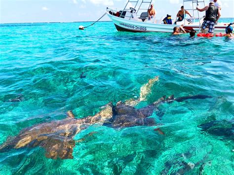 Snorkeling Hol Chan Shark Ray Alley Belize Snorkeling Ambergris Divers