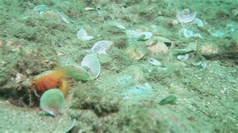 Damaged Flame Shell Reef Declared Protected Area Scotland Highlands