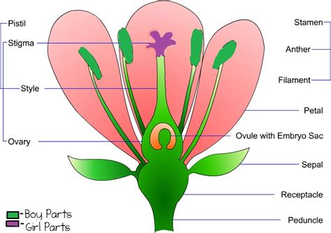 Flower Dissection Jp7numeracy