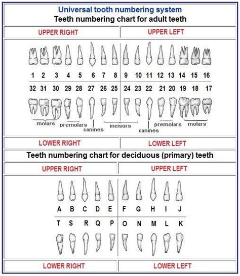 Dentist Tooth Numbering Chart