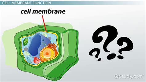 Do Plant Cells Have A Cell Membrane Video And Lesson Transcript