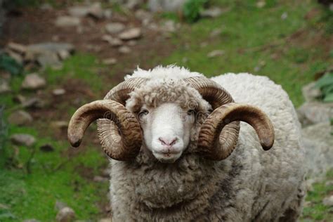 Ram With Curly Horns Close Up On Face Stock Image Image Of Leader