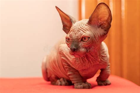 Sphynx Cat A Small Two Month Old Kitten Hairless Cat Breed Stock