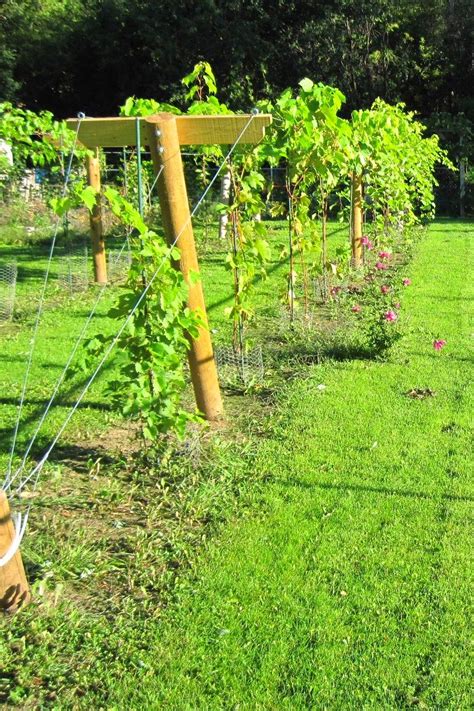 Growing Grapes For Juice And Growing Muscadine Grapes From Seeds