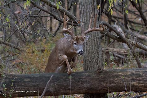 A Dixie Lady Deer Hunter Buck Junping Over A Log
