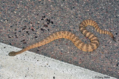 Tiger Rattlesnake Crotalus Tigris