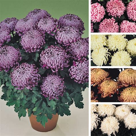 Boulou Chrysanthemum Collection Woolmans