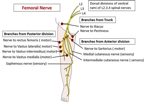 Femoral Saphenous Nerve