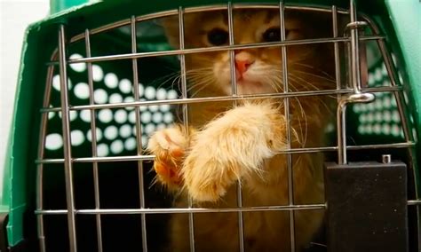 Please review the cats and kittens currently available for adoption below. Tucson's Humane Society takes in 60 kittens from Yuma ...