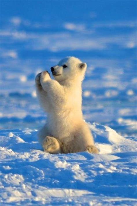 Baby Polar Bear Giving You A High Five Polar Bear Cub