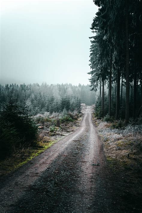 5k Free Download Forest Road Fog Trees Nature Hd Phone Wallpaper