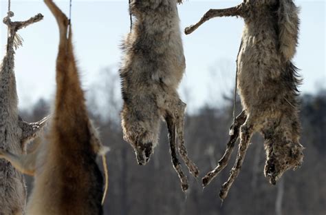Coyote Carcasses Strung Up From Roadside Tree In Virginia The Columbian