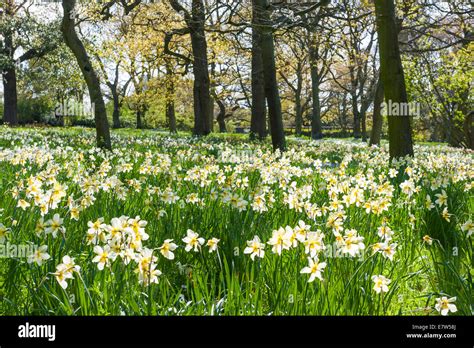 Beautiful Landscape With White Flowers In The Forest Stock Photo Alamy