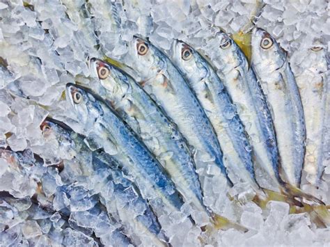 Fresh Fish On Ice Stock Image Image Of Delicacy Culinary 31408617