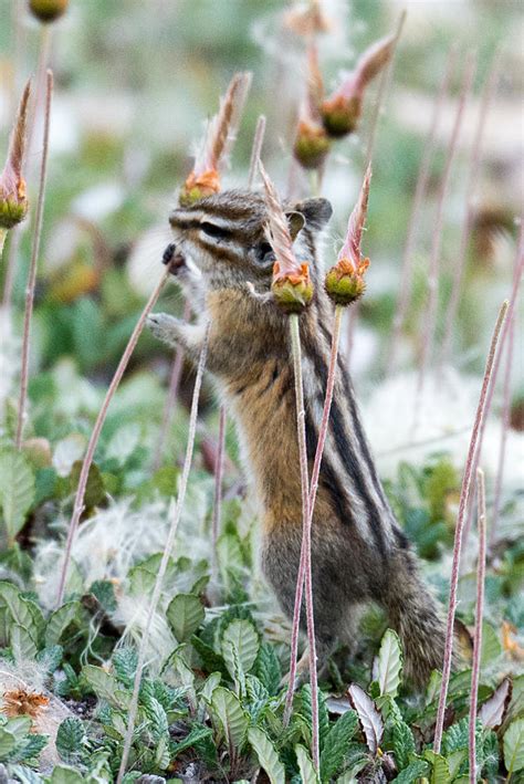 Chipmunk Feeding Photograph By Angela Patterson