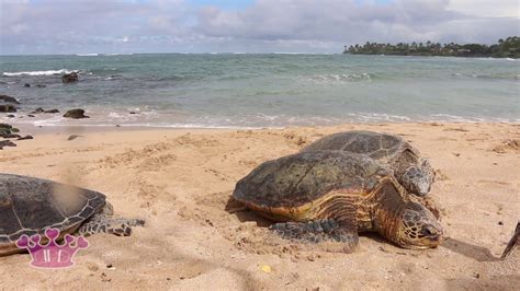 Maui Green Sea Turtles On The Beach YouTube