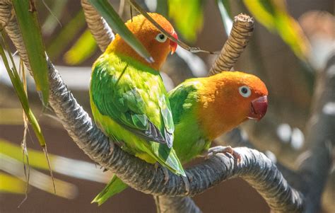 860996 Birds Parrots Branches Two Rare Gallery Hd Wallpapers