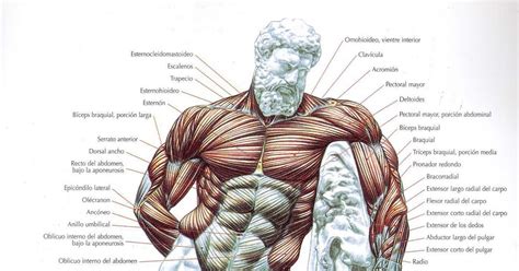 Los Músculos Del Cuerpo Humano Entrena Mejor