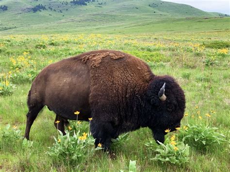 Bisons of Montana | Smithsonian Photo Contest ...