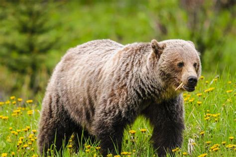 Grizzly Bear Ursus Arctos Horribilis Stock Image Image Of Canada