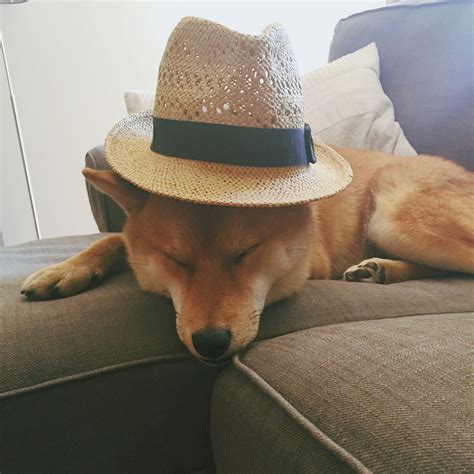 Psbattle Dog Resting With Hisher Hat On Rphotoshopbattles