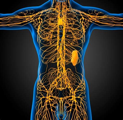 Do Pelvic Lymph Nodes Affect Disease Recurrence In Colorectal Cancer