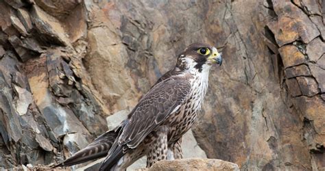 Peregrine Falcon Species Profilescottish Wildlife Trust