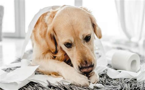 Golden Retriever Dog Playing With Toilet Paper Stock Image Image Of