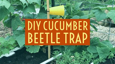 Easy Diy Cucumber Beetle Trap Youtube