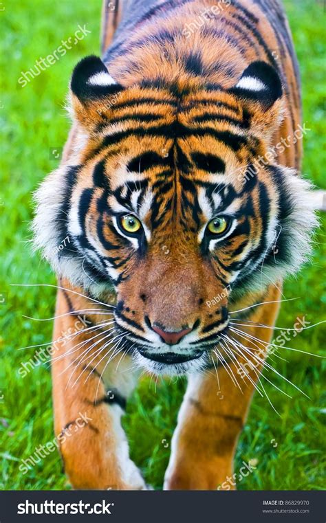 Sumatran Tiger Hunting Stock Photo 86829970 Shutterstock