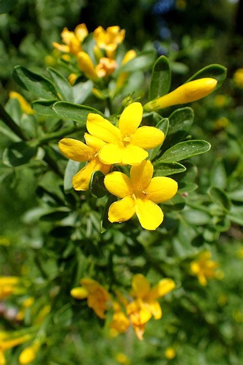 Yellow Jasmine 50pcs T Seeds With Love Wild Jasmine Etsy