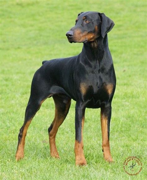 Beautiful Natural Ear Doberman With Images Doberman Pinscher