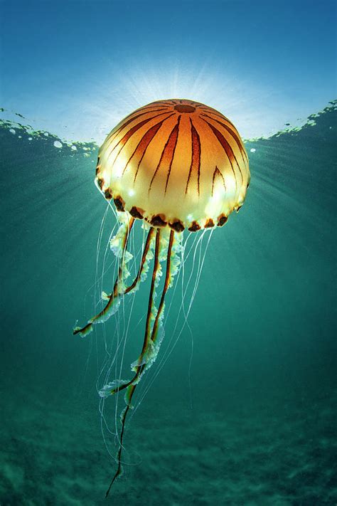 Compass Jellyfish With Sunburst Cornwall Uk Photograph By Alex