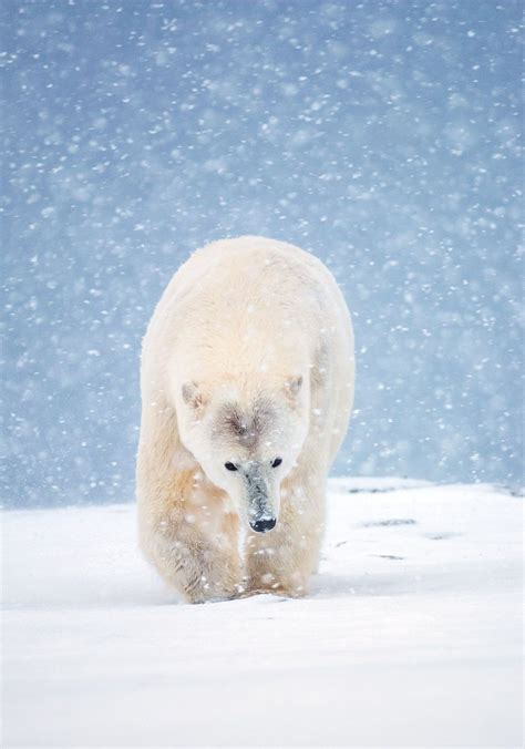 Polar Express A Polar Bear In A Snowstorm Arctic National Wildlife