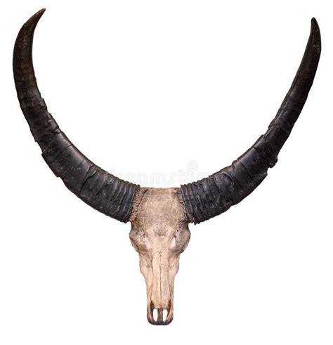 Isolated Cow Skull And Horns Stock Photo Image Of Cranial Dangerous