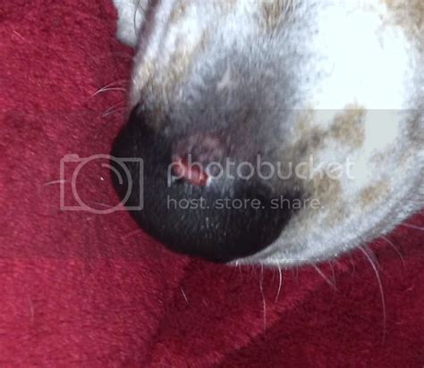 Help Dog Snout Injury 24hourcampfire