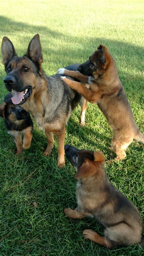 German shepherds for sale good with kids, world champion german. German Shepherd Puppies For Sale | Manning, SC #282210