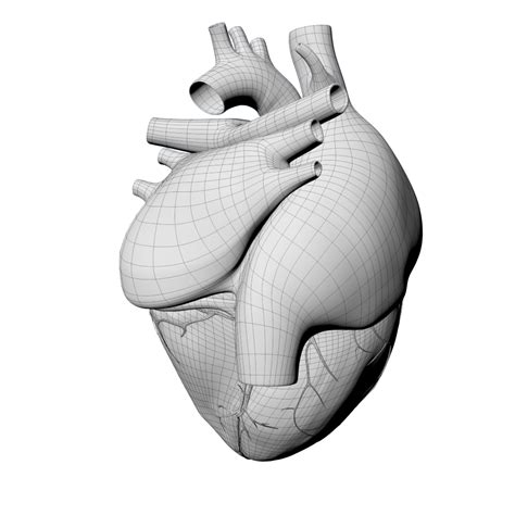 Modelo 3d Corazón Humano Completo Detallado Turbosquid 1361682