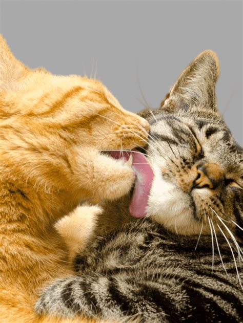 Why Do Cats Lick Each Other Main Reasons Happywhisker
