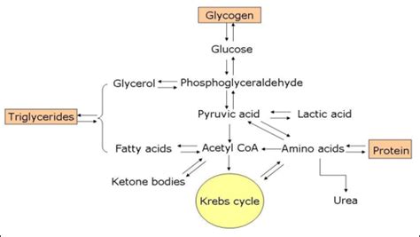 Alongside fat and protein, carbohydrates are one of the three macronutrients in our diet with their main function being to provide energy to the body. Aerobic Metabolism Can Use Glucose And Fat But Not Protein To Generate Energy - slidesharefile