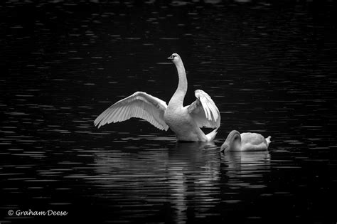 Mute Swans Great Bird Pics