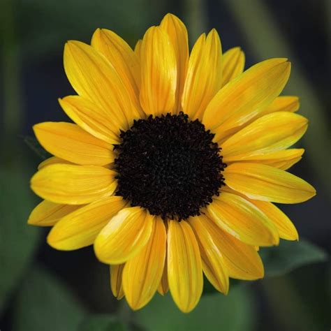 Sunflower Tanja F1 Hybrid Helianthus Hardy Annual Flowers Summer
