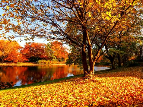 Jesień Park Rzeka Żółte Liście
