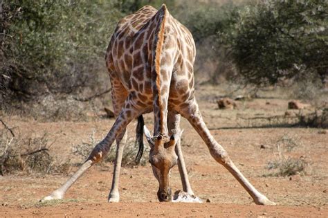 147 Curiosidades De Las Jirafas ¡el Animal Más Alto Del Mundo