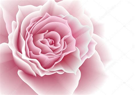 Pink Rose Vector Illustration Stock Vector Image By ©princessakris