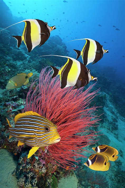 Colorful Tropical Fish On Coral Reef By Jeff Hunter