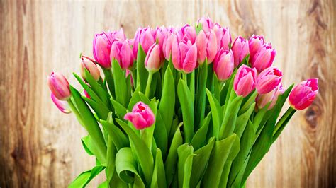 Wallpaper Flowers Tulips 4k Nature 17610