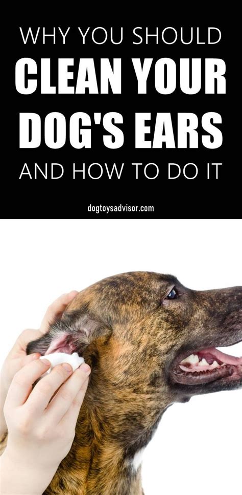 How To Clean Your Dogs Ears A Step By Step Guide Dog Ear Dog Care